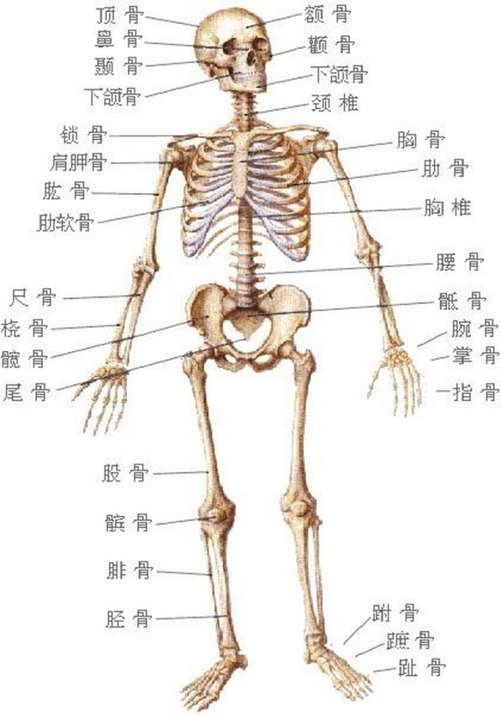 人体内脏、骨骼、肌肉结构示意图
